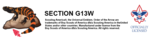 Section G13W - Apparel